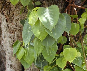 ficus_religiosa.jpg