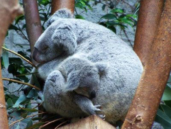 koala_durmiendo.jpg
