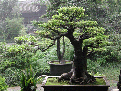 bonsai-3.gif