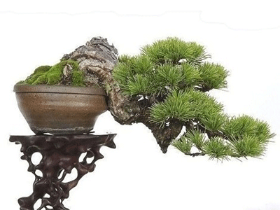 bonsai_art.gif