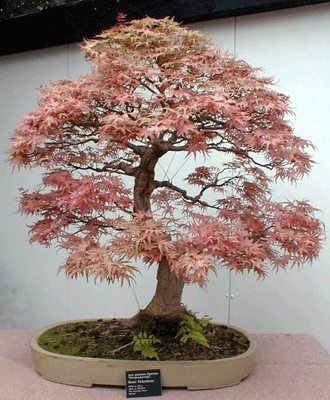 bonsai_federahorn.gif