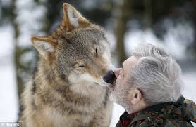 Ami_Loup.jpg