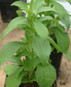 stevia-ausschnitt.gif