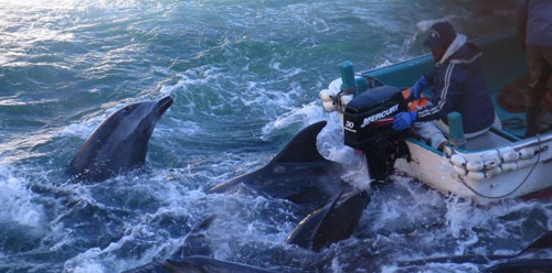 En diffusant ce cliché, Sea Shepherd souhaite dénoncer la violence opérée lors de la capture de dauphins (DR)