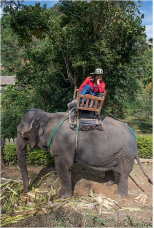 Le “royaume du million d’éléphants” : le premier état unifié du Laos, au XIVe siècle, s’est trouvé un surnom poétique. Aujourd’hui, les pachydermes font partie des attractions touristiques du pays, en particulier à l’Elephant Village.