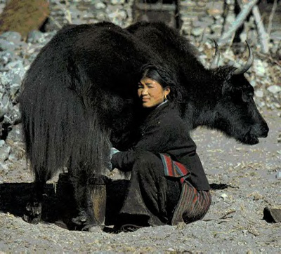 Yak_ordenando.jpg