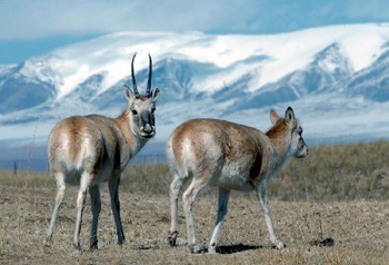 antilopes.jpg