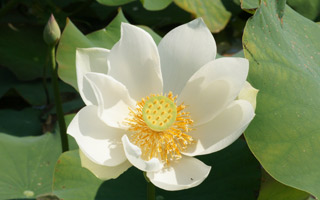 lotus-11.jpg