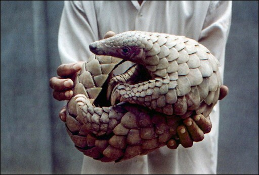 070522085909.9jbla85i1_un-pangolin----amritsar-le-29-juin-2001b.jpg