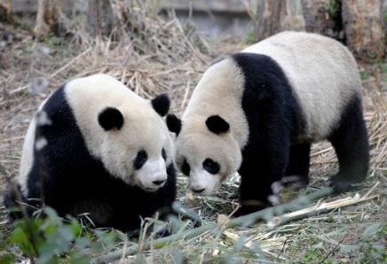 4058966949-la-chine-offre-un-couple-de-pandas-taiwan.jpg