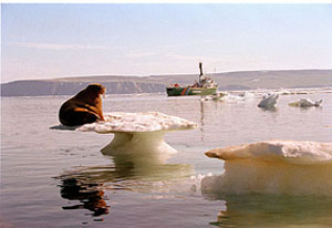Fonte des glaciers-Arctique