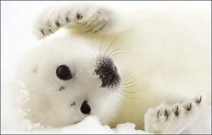 baby_harp_seal.jpg