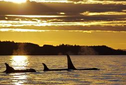 killer-whales_138.jpg