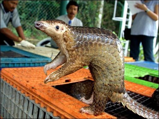 pangolin_Kuala_Lumpur.jpg