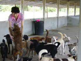 Michèle Bise dans son refuge pour chiens errants en Thaïlande.