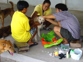 Les chiens requièrent parfois beaucoup de soins.