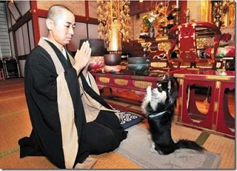 Un chien en prière dans un temple Zen japonais...
