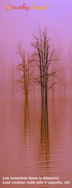 arbre.jpg