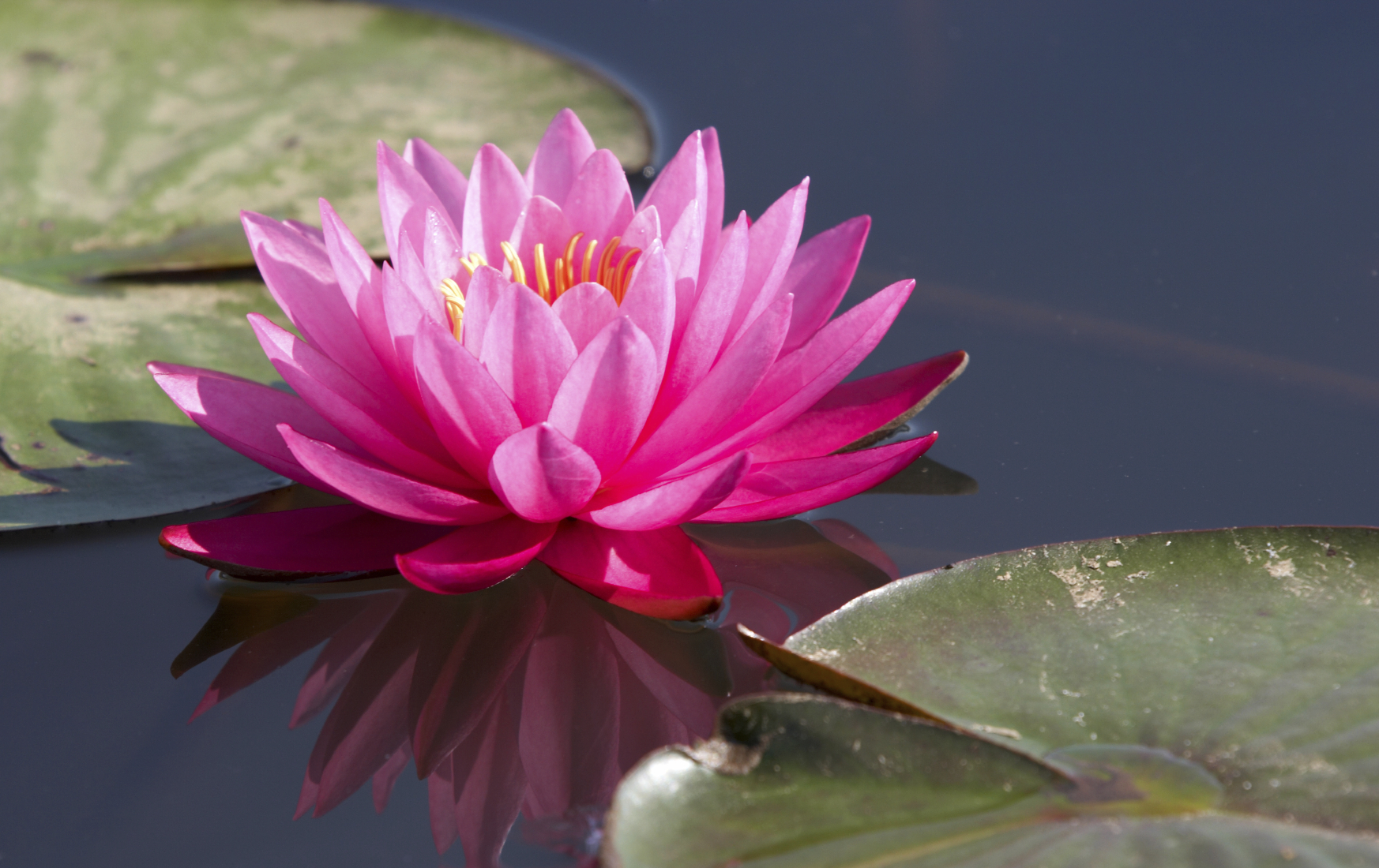 pink-lotus.jpg