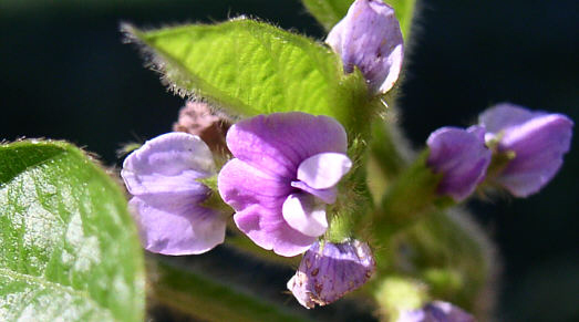 Fleurs de soja