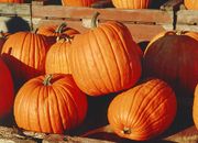 180px-Pumpkins.jpg