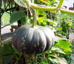 240px-Pumpkin_with_stalk.jpg