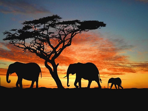 african-elephants.jpg