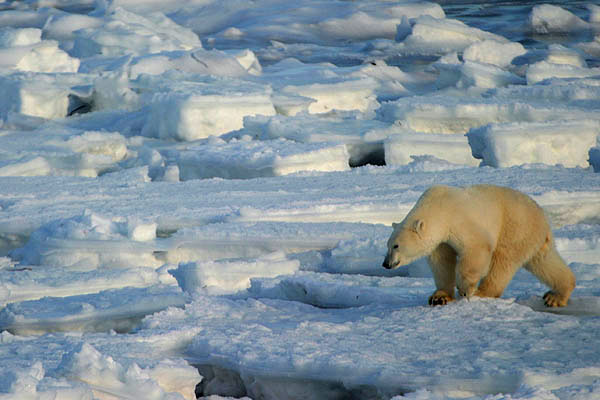 Les ours sont en danger