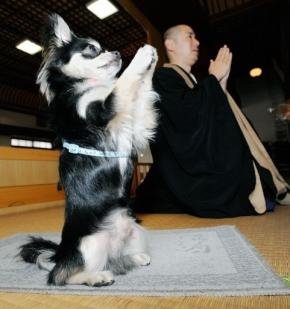 buddhist_dog.jpg