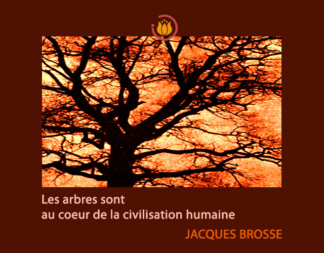 Arbre_brosse.jpg