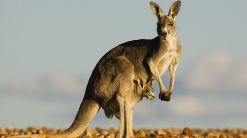 Un kangourou et son petit, dans le parc national Sturt, en Nouvelle-Galles du Sud, en Australie, le 27 août 2014.  (THEO ALLOFS / MINDEN PICTURES / AFP)