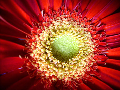 Photo Mandala de Sandrine