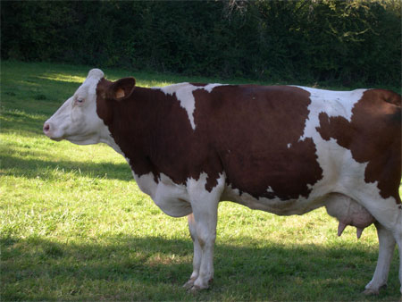 vache