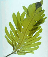 Wakame