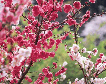 fleurs-de-prunier-1.gif