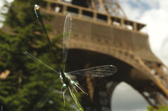 Un agrion élégant vole devant la Tour Eiffel, à Paris.
