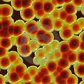plant-cells-under-microscope2.jpg